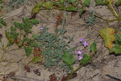 Malcolmia littorea