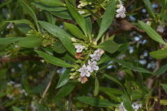 Myoporum insulare