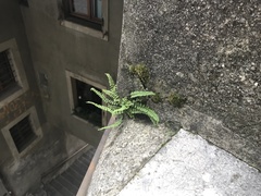 Asplenium trichomanes