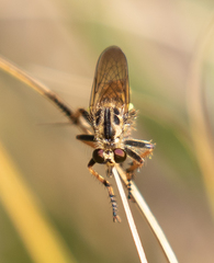 Callinicus pollenius