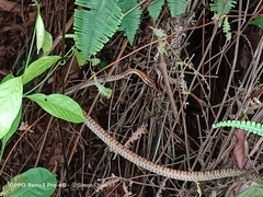 Dendrelaphis kopsteini