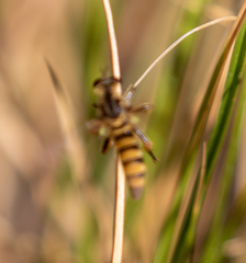 Callinicus pollenius