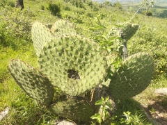 Opuntia huajuapensis