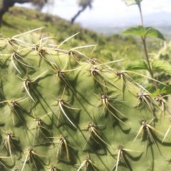Opuntia huajuapensis