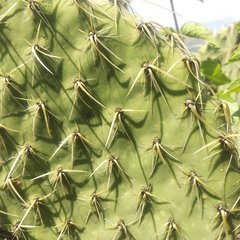 Opuntia huajuapensis