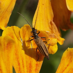 Oedemera femorata