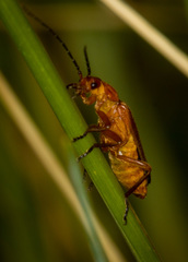 Rhagonycha fulva