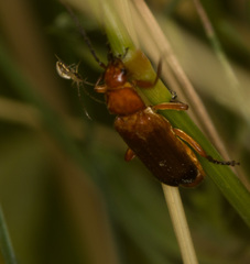 Rhagonycha fulva