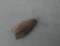 Celypha rufana