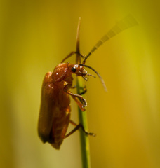 Rhagonycha fulva