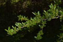Rhamnus oleoides