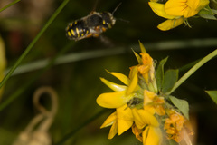 Anthidium oblongatum