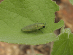 Agaeocera scintillans