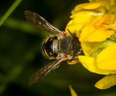 Anthidium oblongatum