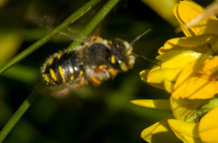 Anthidium oblongatum