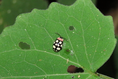 Alagoasa bipunctata perennis