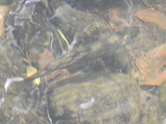 Salmo trutta