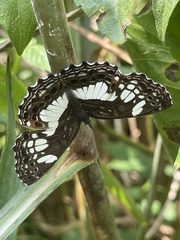 Neptidopsis ophione ophione