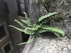 Asplenium trichomanes