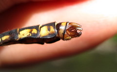 Ophiogomphus mainensis