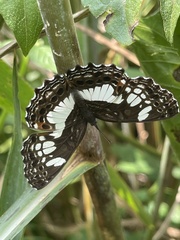 Neptidopsis ophione ophione