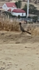 Geococcyx californianus