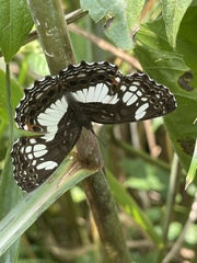 Neptidopsis ophione ophione
