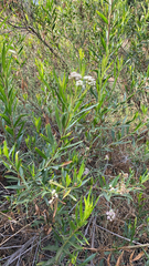 Baccharis salicifolia
