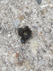 Camponotus pennsylvanicus