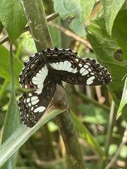Neptidopsis ophione ophione