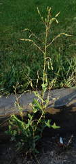 Lactuca
