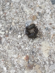 Camponotus pennsylvanicus