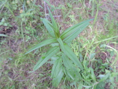 Penstemon hidalgensis