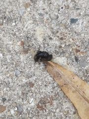 Camponotus pennsylvanicus
