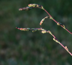 Lactuca