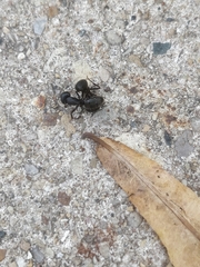 Camponotus pennsylvanicus