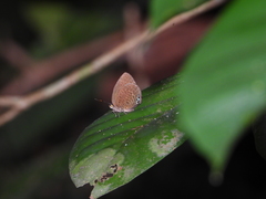 Arhopala muta