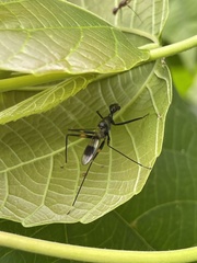 Glyphodera