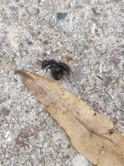 Camponotus pennsylvanicus