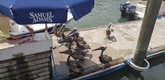 Pelecanus occidentalis