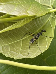 Glyphodera