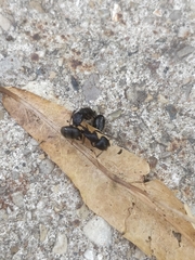 Camponotus pennsylvanicus
