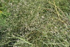 Retama monosperma