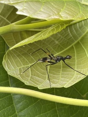 Glyphodera