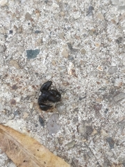 Camponotus pennsylvanicus