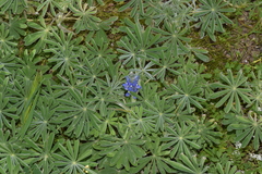 Lupinus cosentinii