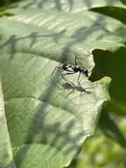 Glyphodera