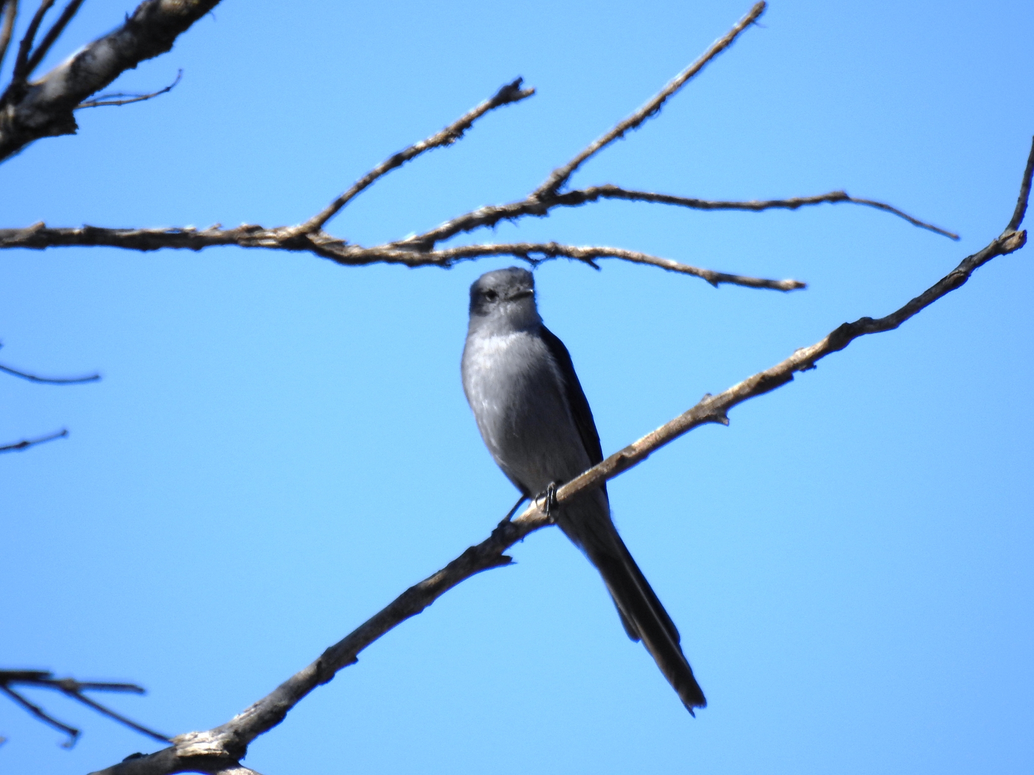 Shear-tailed Grey Tyrant (Muscipipra vetula)