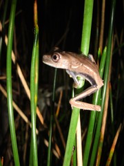 Boana semilineata