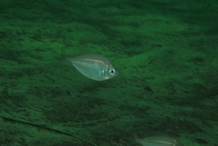 Parequula melbournensis